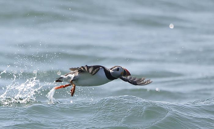 Puffin
